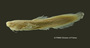 Myoglanis potaroensis FMNH 53333 holo lat